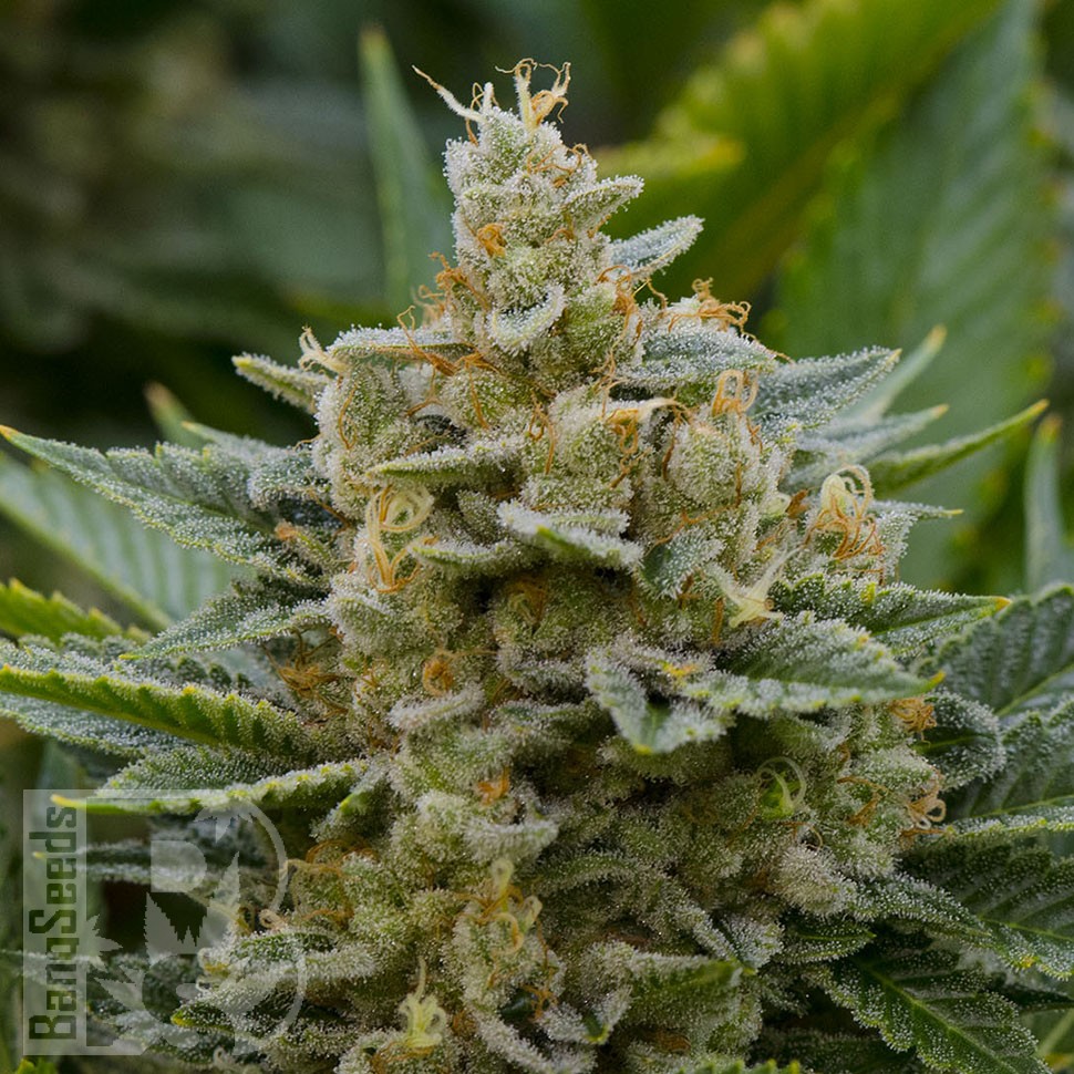 Grapefruit Alpha Dog feminised Ganja Seeds Grapefruit Alpha Dog feminised Ganja Seeds