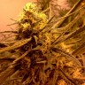 Grapefruit Alpha Dog feminised Ganja Seeds Grapefruit Alpha Dog feminised Ganja Seeds