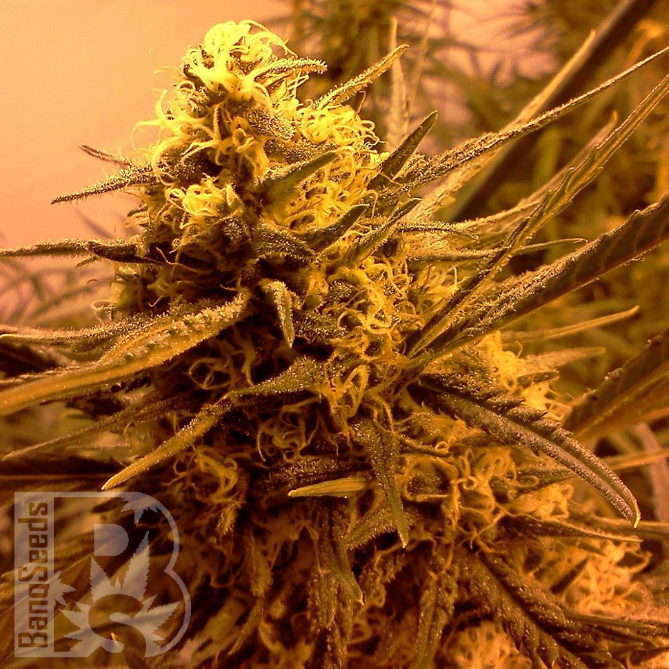 Grapefruit Alpha Dog feminised Ganja Seeds Grapefruit Alpha Dog feminised Ganja Seeds