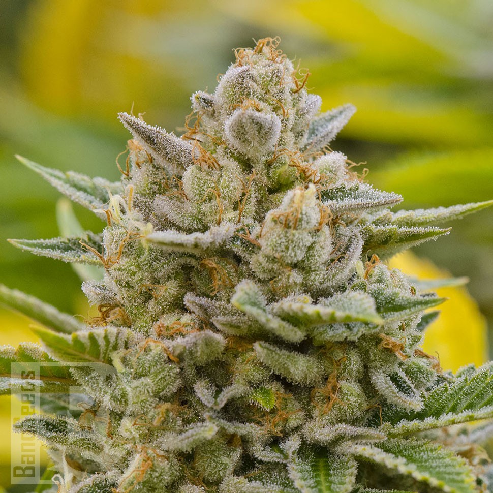 Grapefruit Alpha Dog feminised Ganja Seeds Grapefruit Alpha Dog feminised Ganja Seeds