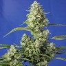 заказать семена конопли Auto Gorilla Girl XL feminised Ganja Seeds заказать семена конопли Auto Gorilla Girl XL feminised Ganja Seeds