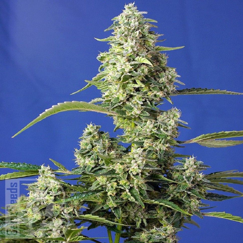 Семена ганжа Auto Gorilla Girl XL feminised Ganja Seeds