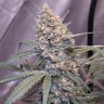 семена конопли наложенным Auto Gorilla Girl XL feminised Ganja Seeds семена конопли наложенным Auto Gorilla Girl XL feminised Ganja Seeds