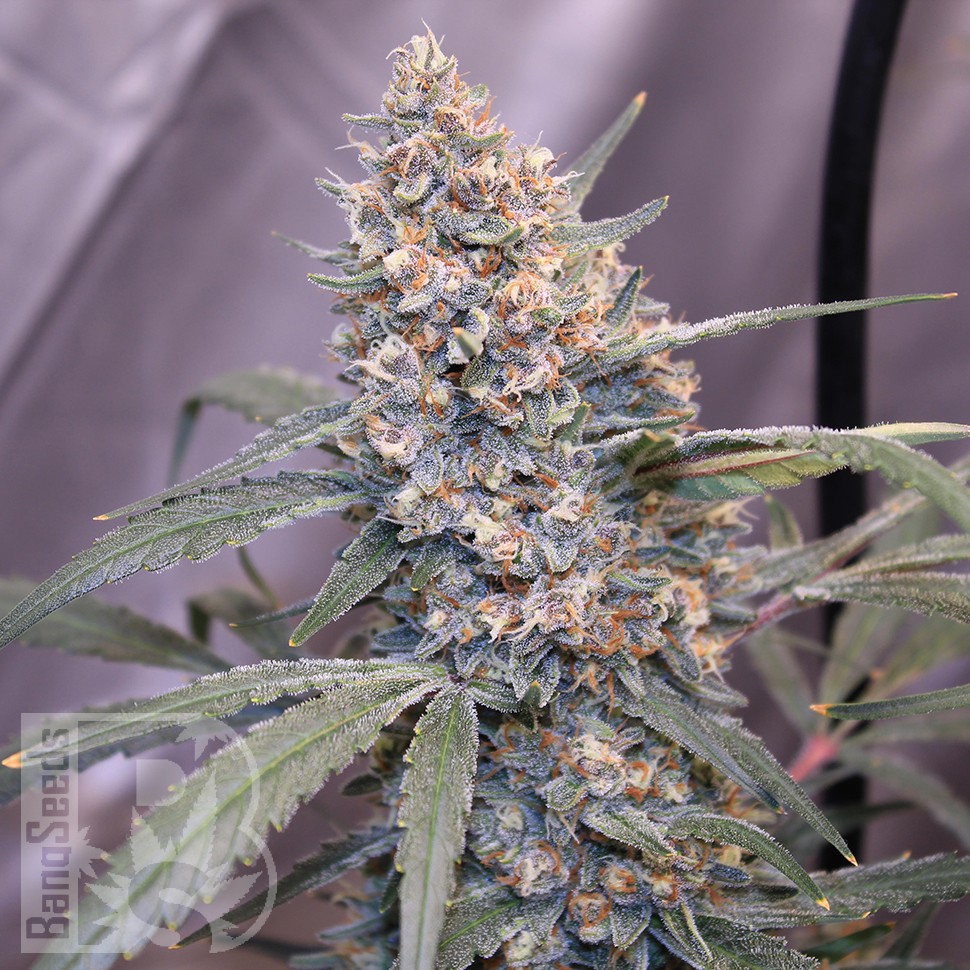 семена конопли наложенным Auto Gorilla Girl XL feminised Ganja Seeds семена конопли наложенным Auto Gorilla Girl XL feminised Ganja Seeds