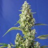 сайт семян конопли Auto Gorilla Girl XL feminised Ganja Seeds сайт семян конопли Auto Gorilla Girl XL feminised Ganja Seeds
