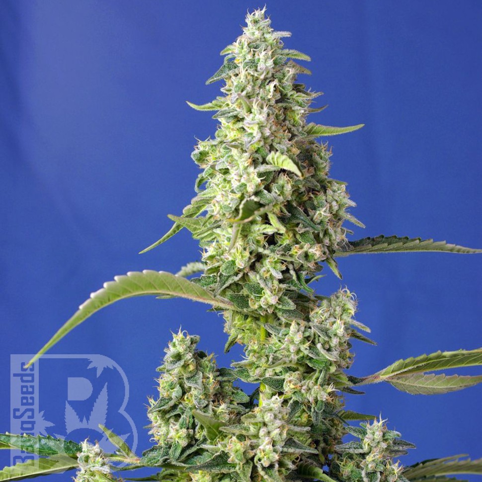 сайт семян конопли Auto Gorilla Girl XL feminised Ganja Seeds сайт семян конопли Auto Gorilla Girl XL feminised Ganja Seeds