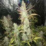 где купить семена конопли Auto Gorilla Girl XL feminised Ganja Seeds где купить семена конопли Auto Gorilla Girl XL feminised Ganja Seeds