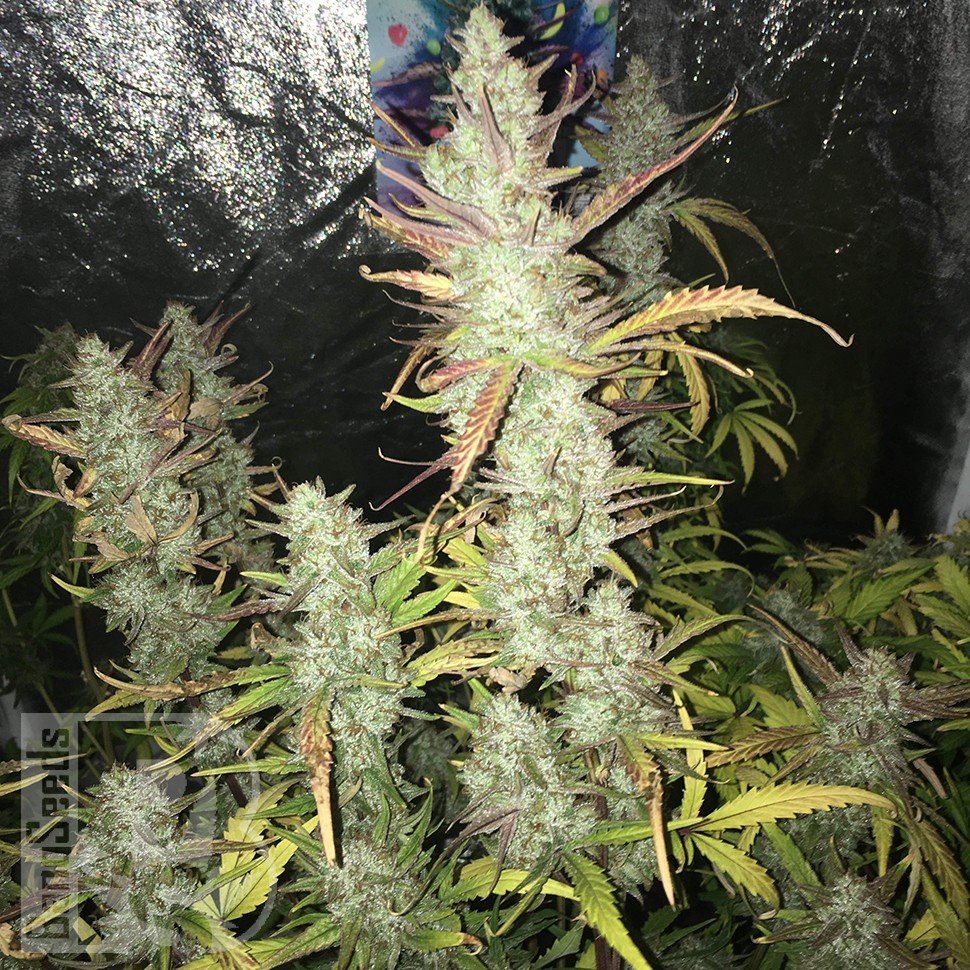 где купить семена конопли Auto Gorilla Girl XL feminised Ganja Seeds где купить семена конопли Auto Gorilla Girl XL feminised Ganja Seeds