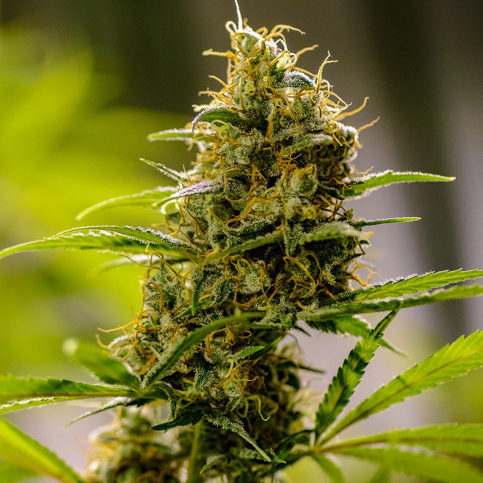 заказать на сайте семена конопли Auto Pipi reg заказать на сайте семена конопли Auto Pipi reg