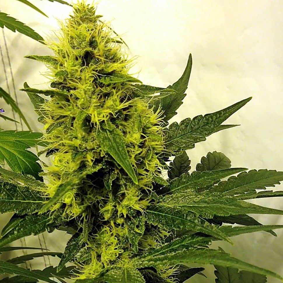 купить семена конопли интернет магазин Auto Pipi reg купить семена конопли интернет магазин Auto Pipi reg