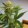 где можно заказать семена конопли Auto Pipi reg где можно заказать семена конопли Auto Pipi reg