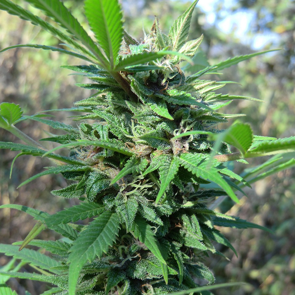 купить семена конопли курьером Hollands Hope reg купить семена конопли курьером Hollands Hope reg