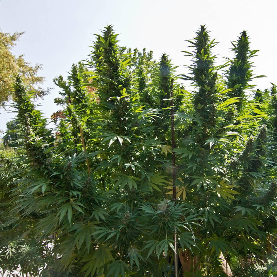 купить семена конопли для курения Hollands Hope reg купить семена конопли для курения Hollands Hope reg