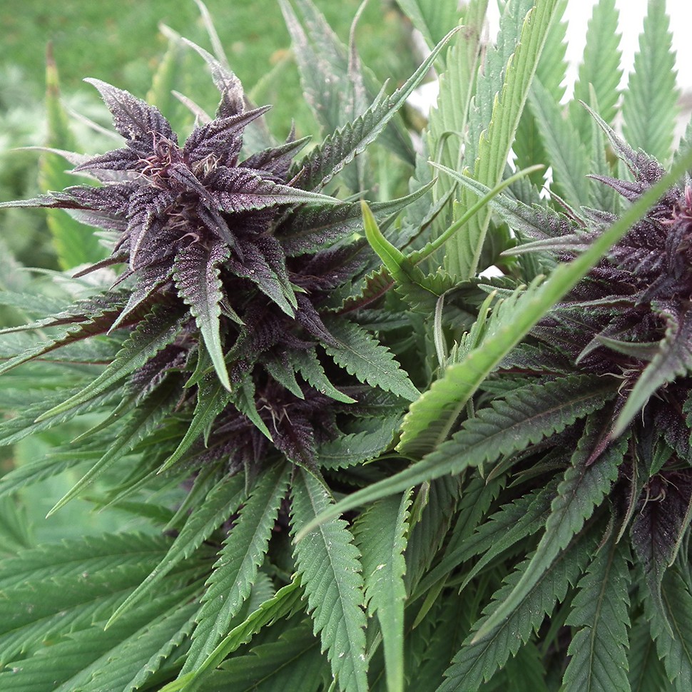 конопля семена сорта заказать Hollands Hope reg конопля семена сорта заказать Hollands Hope reg