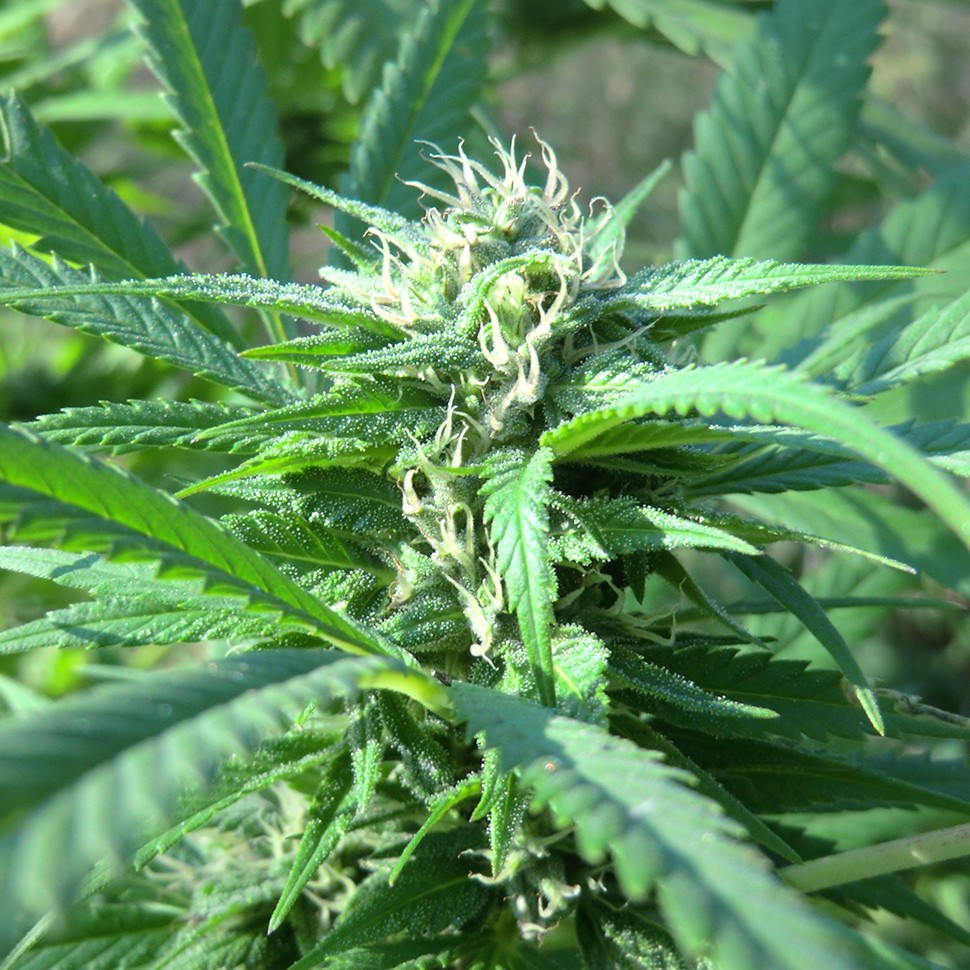 Семена Hollands Hope regular Ganja Seeds