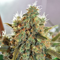 Critical Mass CBD feminised Ganja Seeds