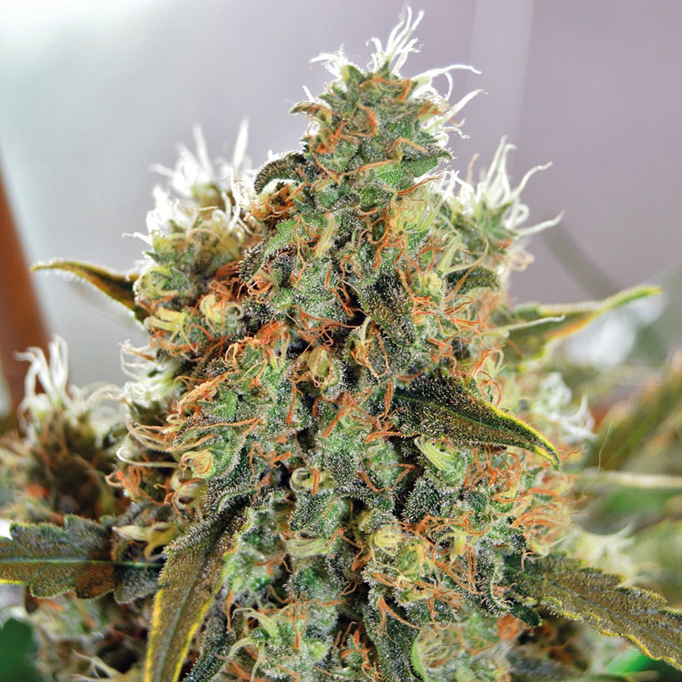 Семена каннабиса Critical Mass CBD feminised Ganja Seeds