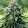 Семена каннабиса Critical Mass CBD feminised Ganja Seeds Семена каннабиса Critical Mass CBD feminised Ganja Seeds