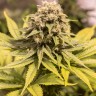 Семена каннабиса Critical Mass CBD feminised Ganja Seeds Семена каннабиса Critical Mass CBD feminised Ganja Seeds