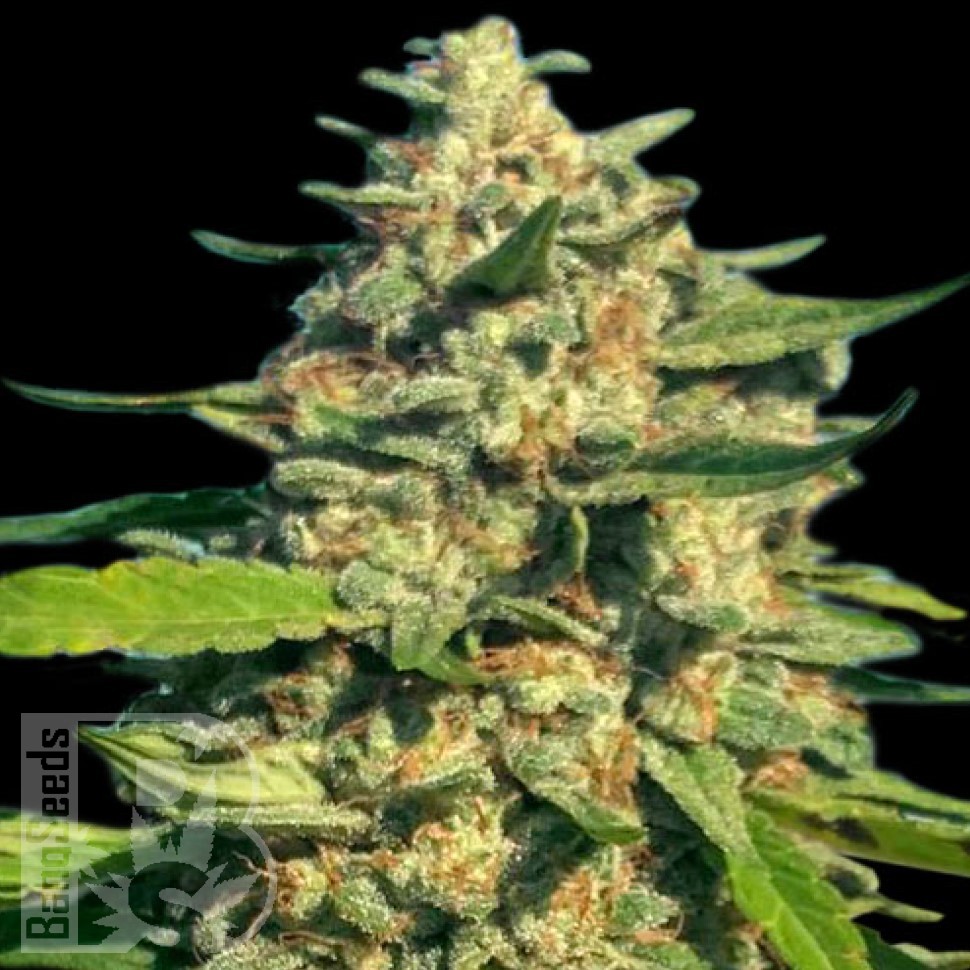Семена каннабиса Critical Mass CBD feminised Ganja Seeds Семена каннабиса Critical Mass CBD feminised Ganja Seeds