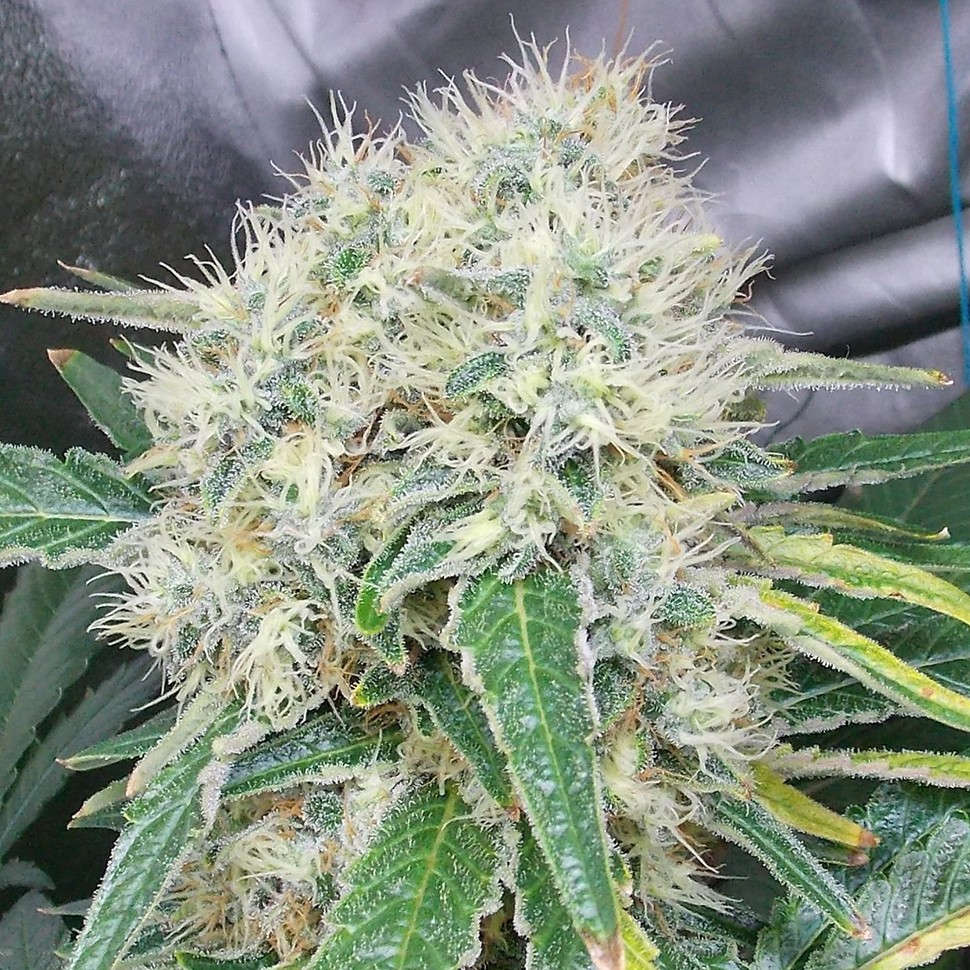 Семена марихуаны Talas feminised Bang Seeds