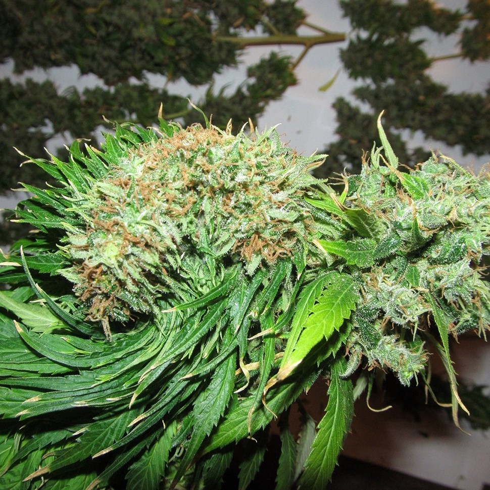 купить семена сортовой конопли Talas feminised купить семена сортовой конопли Talas feminised