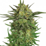 Семена марихуаны Talas feminised Bang Seeds Семена марихуаны Talas feminised Bang Seeds