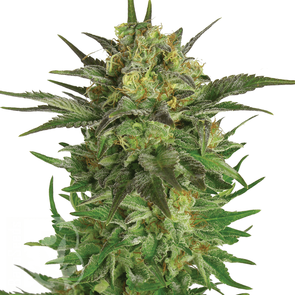 Семена марихуаны Talas feminised Bang Seeds Семена марихуаны Talas feminised Bang Seeds