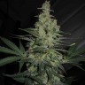 Семена марихуаны Talas feminised Bang Seeds Семена марихуаны Talas feminised Bang Seeds