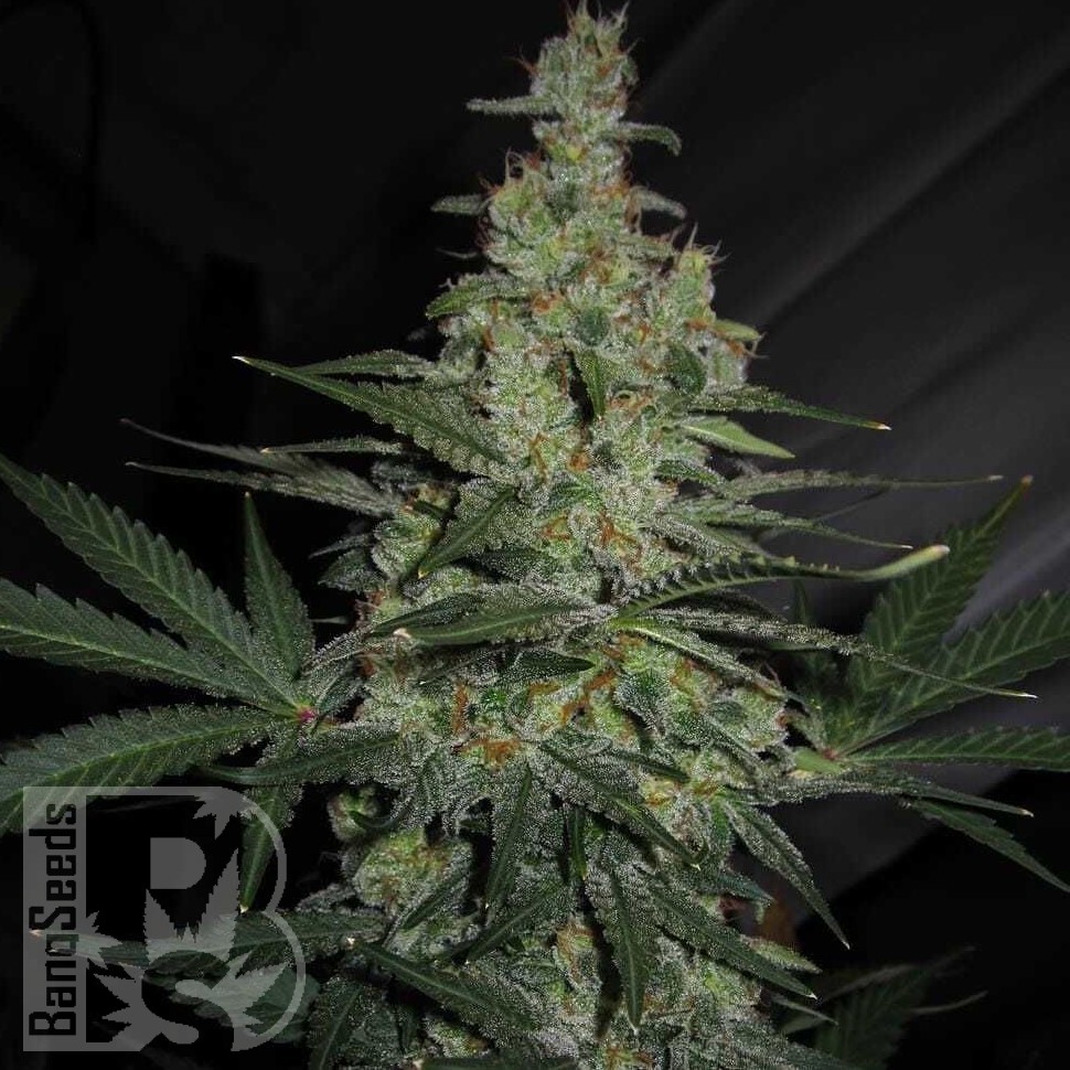 Семена марихуаны Talas feminised Bang Seeds Семена марихуаны Talas feminised Bang Seeds
