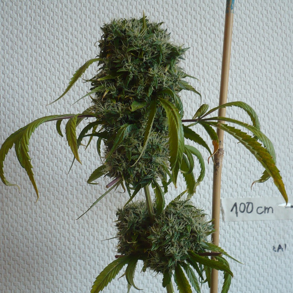 Качественные семена марихуаны Kali Mist feminised Ganja Seeds Качественные семена марихуаны Kali Mist feminised Ganja Seeds