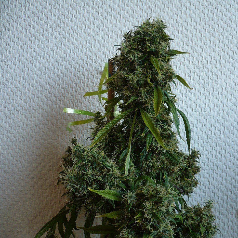 Семена марихуаны Kali Mist feminised Ganja Seeds
