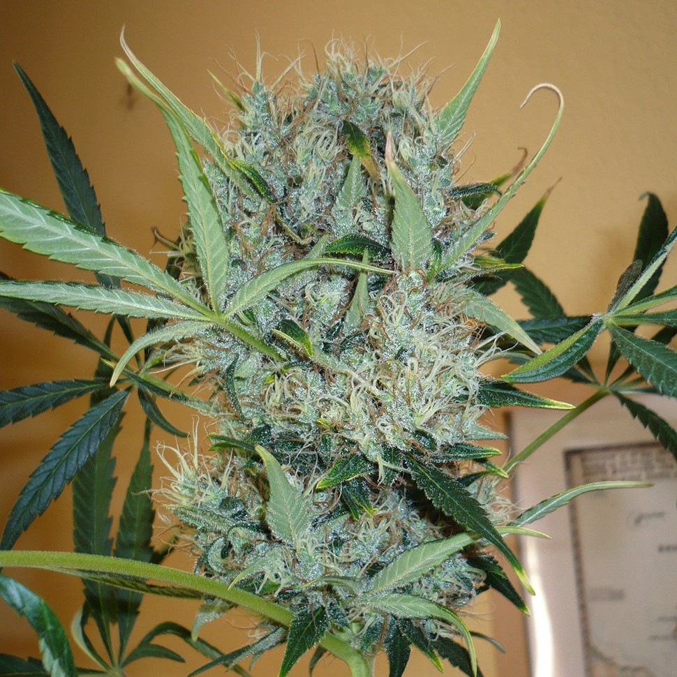 Недорогие семена конопли Kali Mist feminised Ganja Seeds Недорогие семена конопли Kali Mist feminised Ganja Seeds