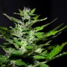 Семена Auto Maria feminised Ganja Seeds Семена Auto Maria feminised Ganja Seeds