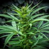 Auto Maria feminised Ganja Seeds купить Auto Maria feminised Ganja Seeds купить
