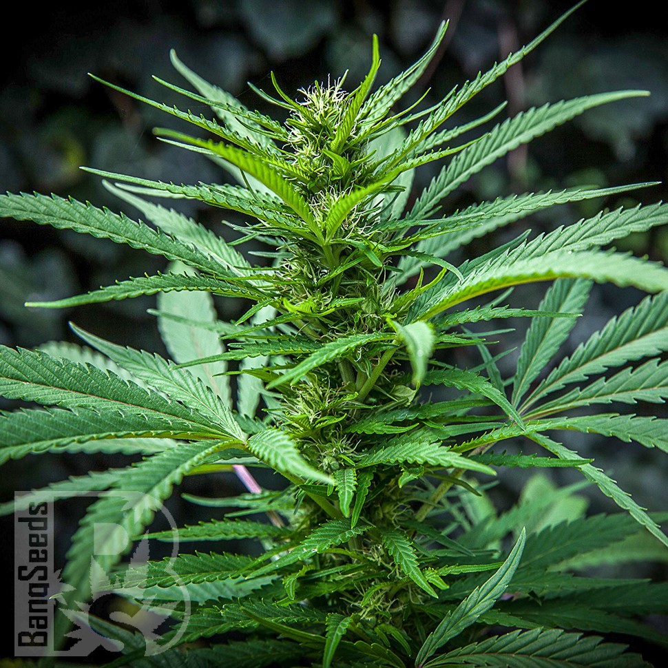 Auto Maria feminised Ganja Seeds купить Auto Maria feminised Ganja Seeds купить