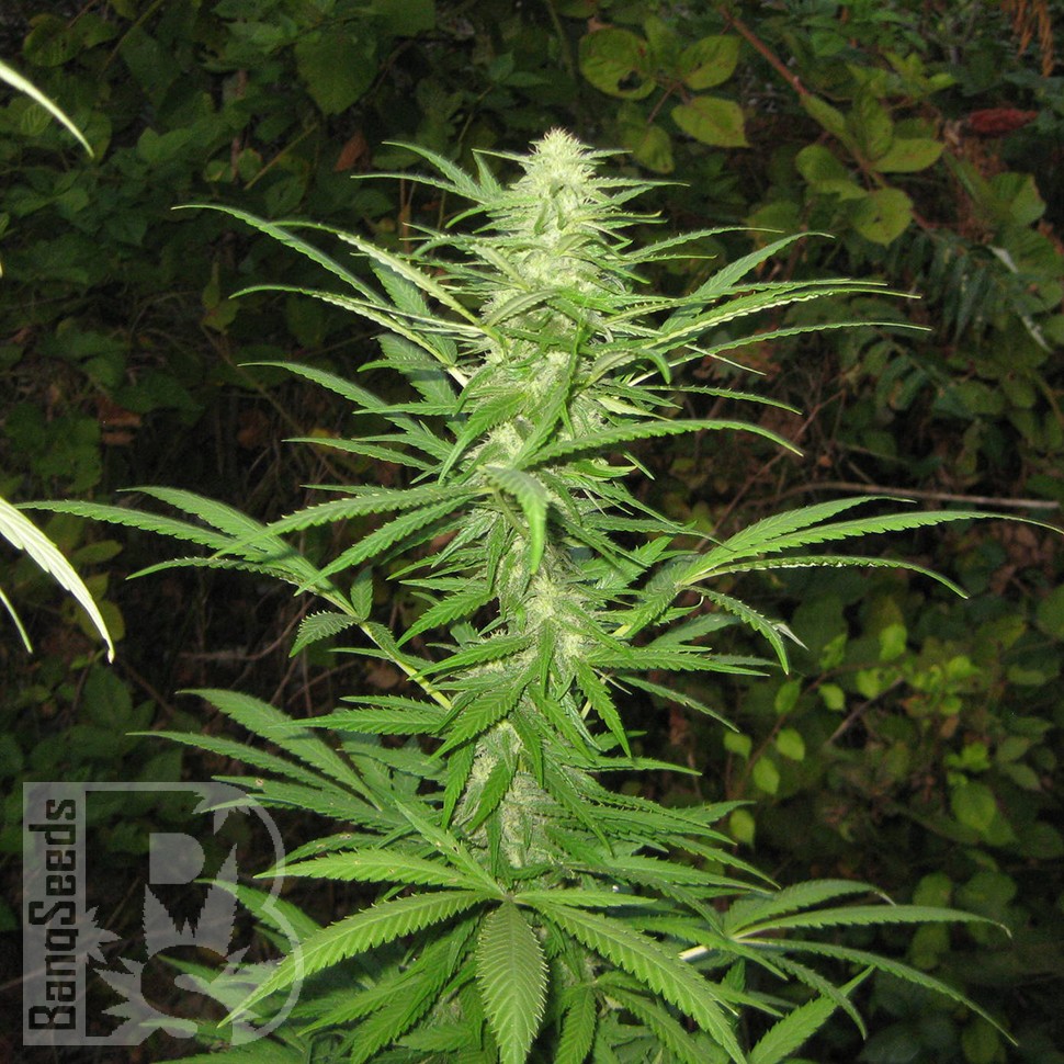 Auto Maria feminised Ganja Seeds заказать Auto Maria feminised Ganja Seeds заказать