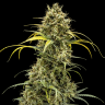 Семена Auto Maria feminised Ganja Seeds Семена Auto Maria feminised Ganja Seeds