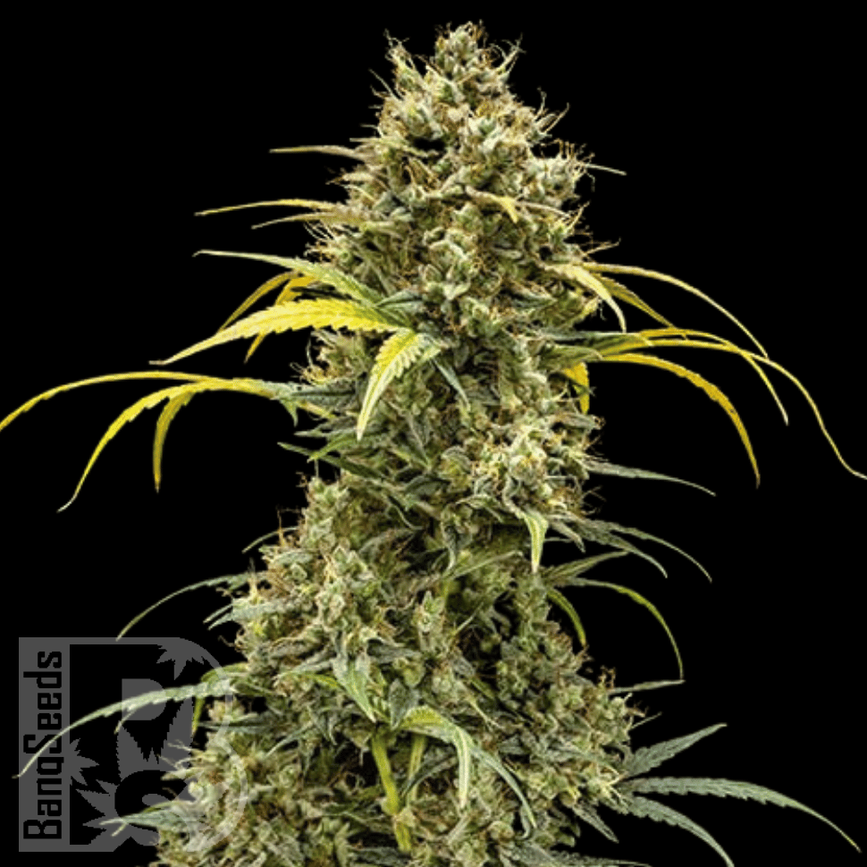 Семена Auto Maria feminised Ganja Seeds Семена Auto Maria feminised Ganja Seeds