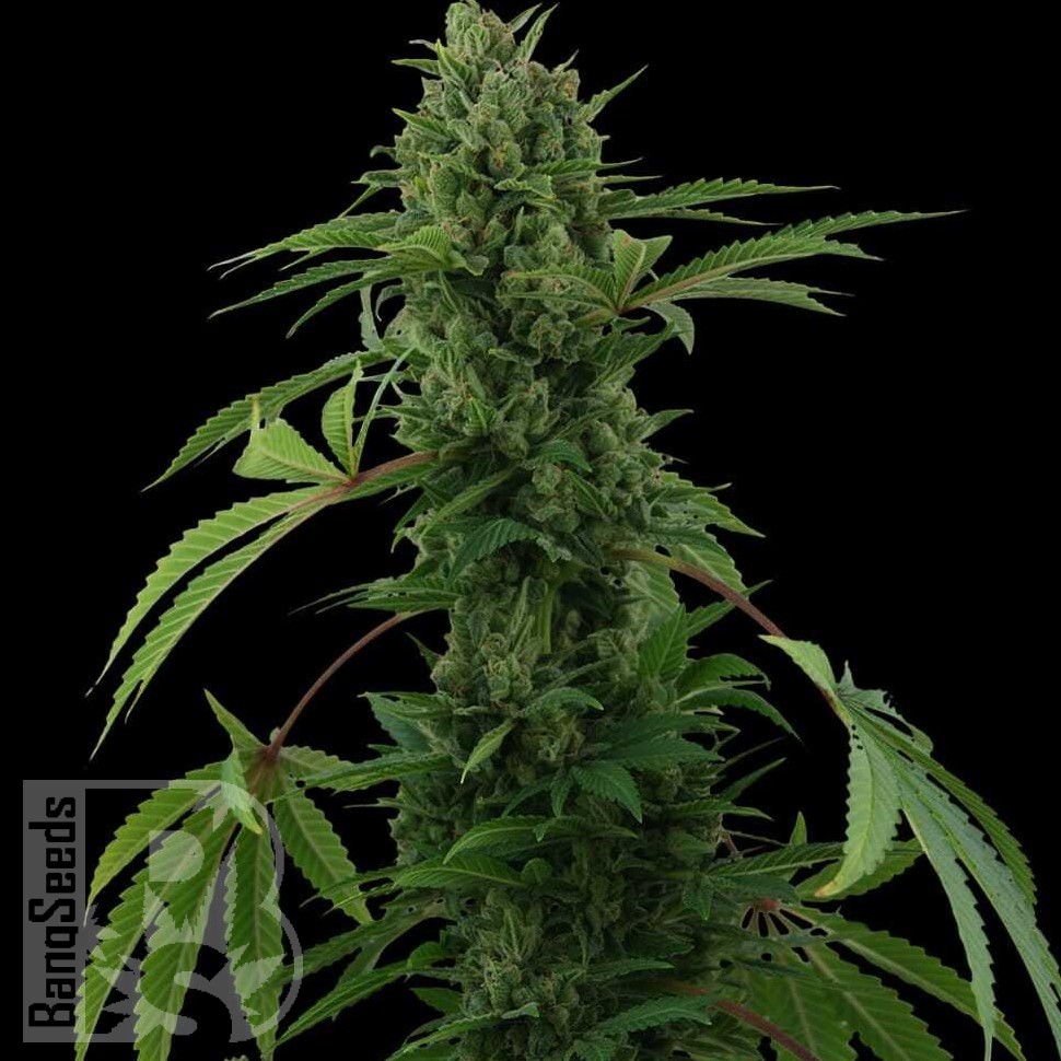 Семена Auto Maria feminised Ganja Seeds Семена Auto Maria feminised Ganja Seeds
