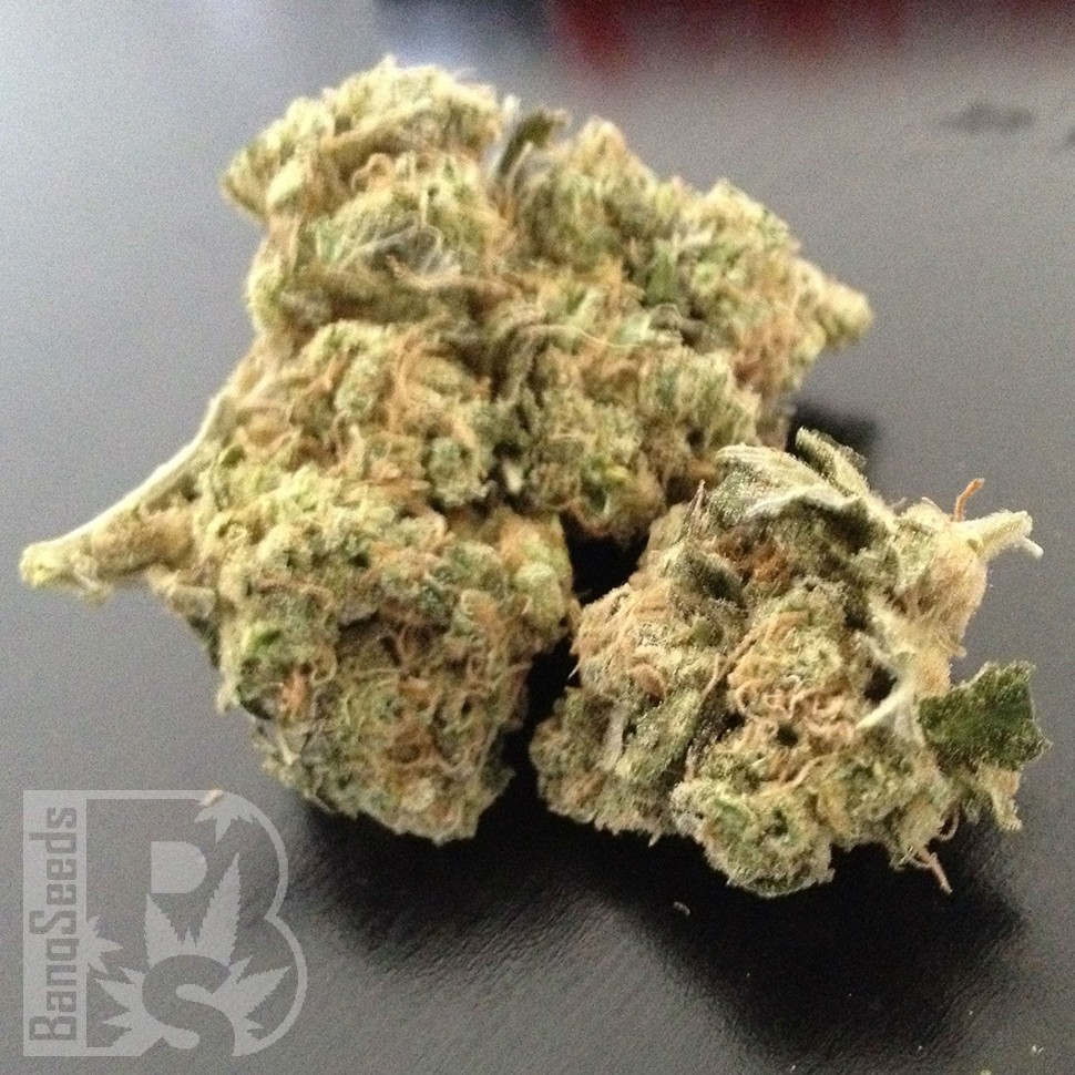 Grapefruit Diesel feminised Ganja Seeds Grapefruit Diesel feminised Ganja Seeds