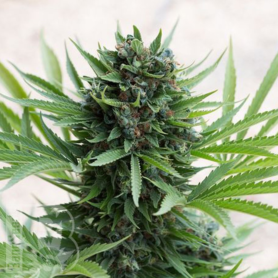 Grapefruit Diesel feminised Ganja Seeds Grapefruit Diesel feminised Ganja Seeds