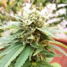 Grapefruit Diesel feminised Ganja Seeds Grapefruit Diesel feminised Ganja Seeds