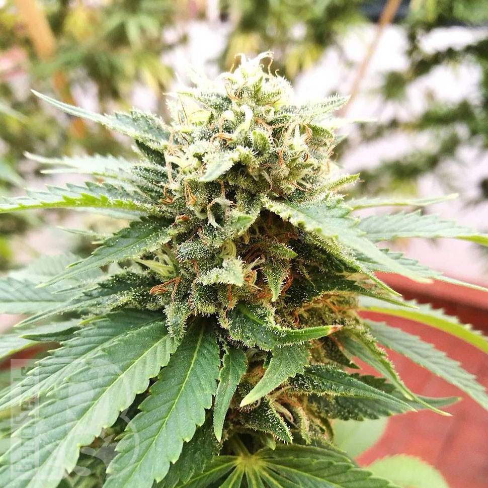 Grapefruit Diesel feminised Ganja Seeds Grapefruit Diesel feminised Ganja Seeds
