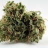 Grapefruit Diesel feminised Ganja Seeds Grapefruit Diesel feminised Ganja Seeds
