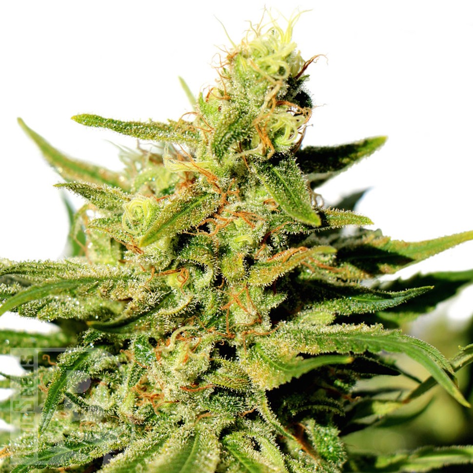 Grapefruit Diesel feminised Ganja Seeds Grapefruit Diesel feminised Ganja Seeds