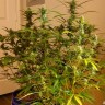 Grapefruit Diesel feminised Ganja Seeds Grapefruit Diesel feminised Ganja Seeds
