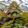 Grapefruit Diesel feminised Ganja Seeds Grapefruit Diesel feminised Ganja Seeds