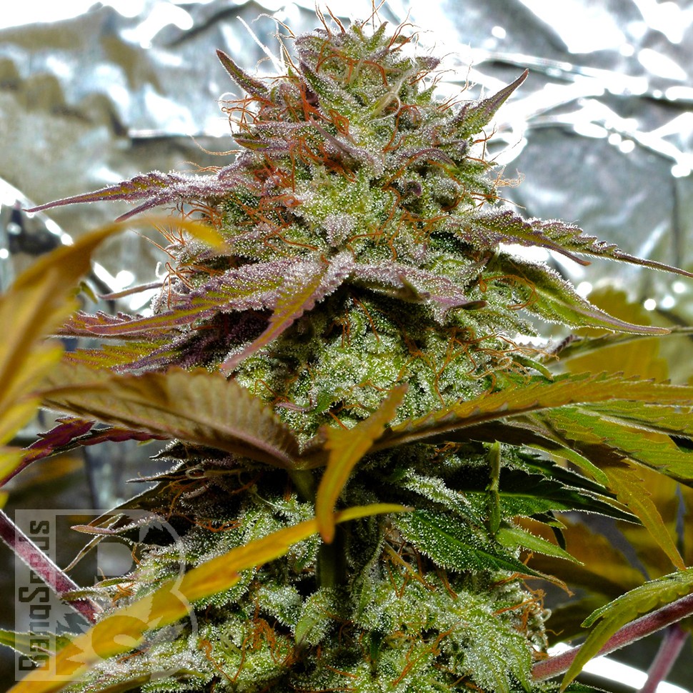 Grapefruit Diesel feminised Ganja Seeds Grapefruit Diesel feminised Ganja Seeds