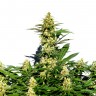 Grapefruit Diesel feminised Ganja Seeds Grapefruit Diesel feminised Ganja Seeds